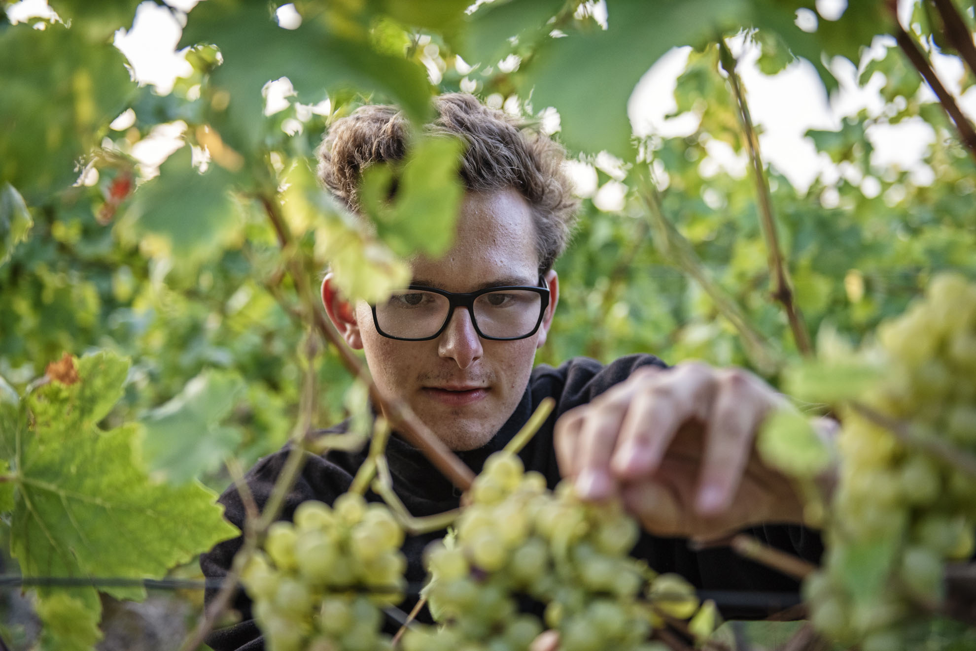 Weingut Kuhn in Heuchelheim Klingen