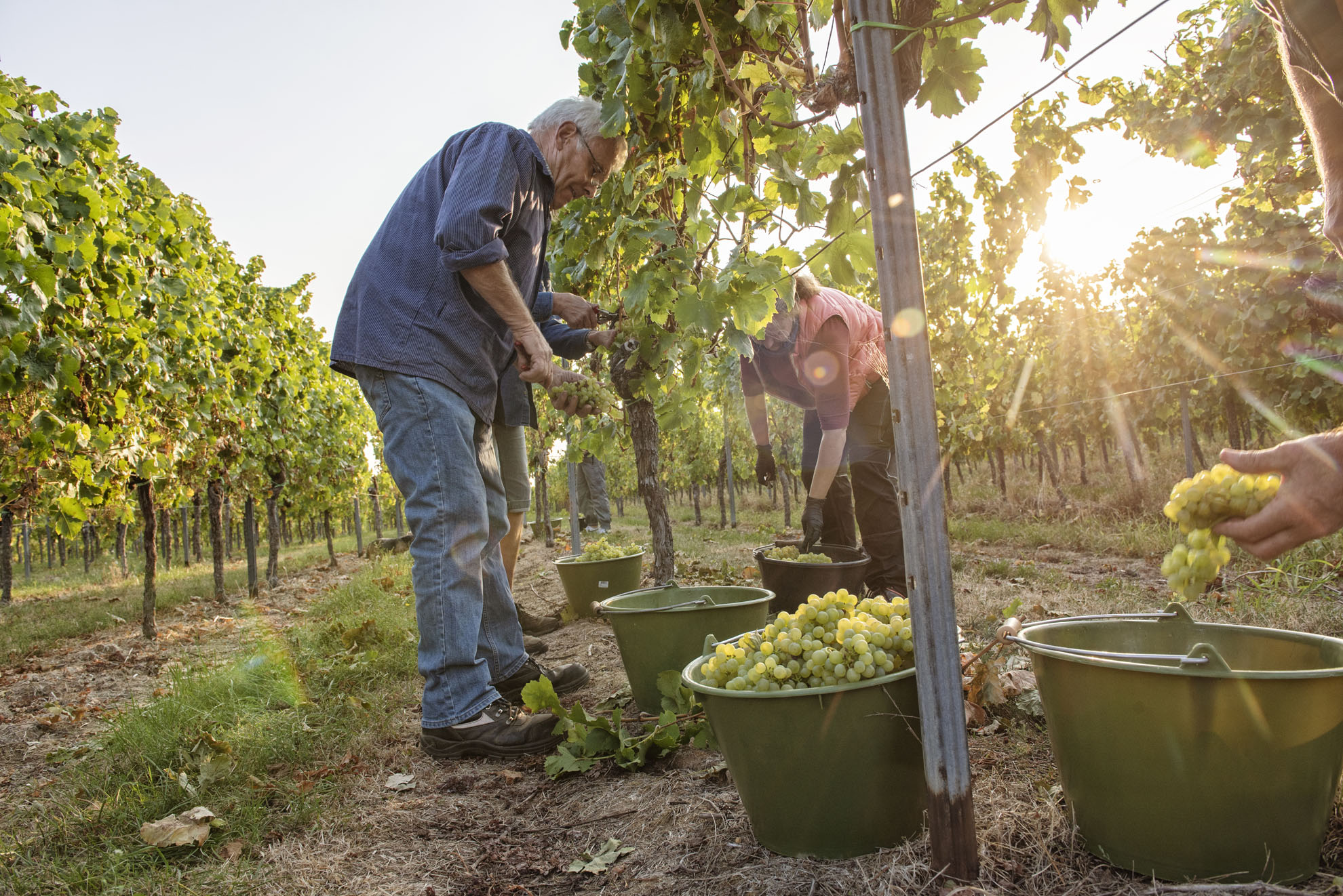 Weinlese im Weingut Kuhn