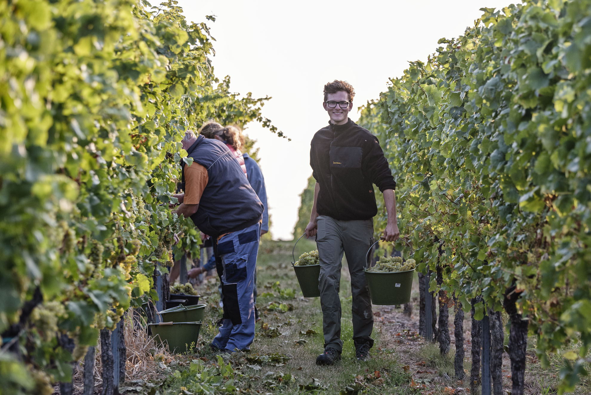 Weinlese im Weingut Kuhn in Heuchelheim Klingen