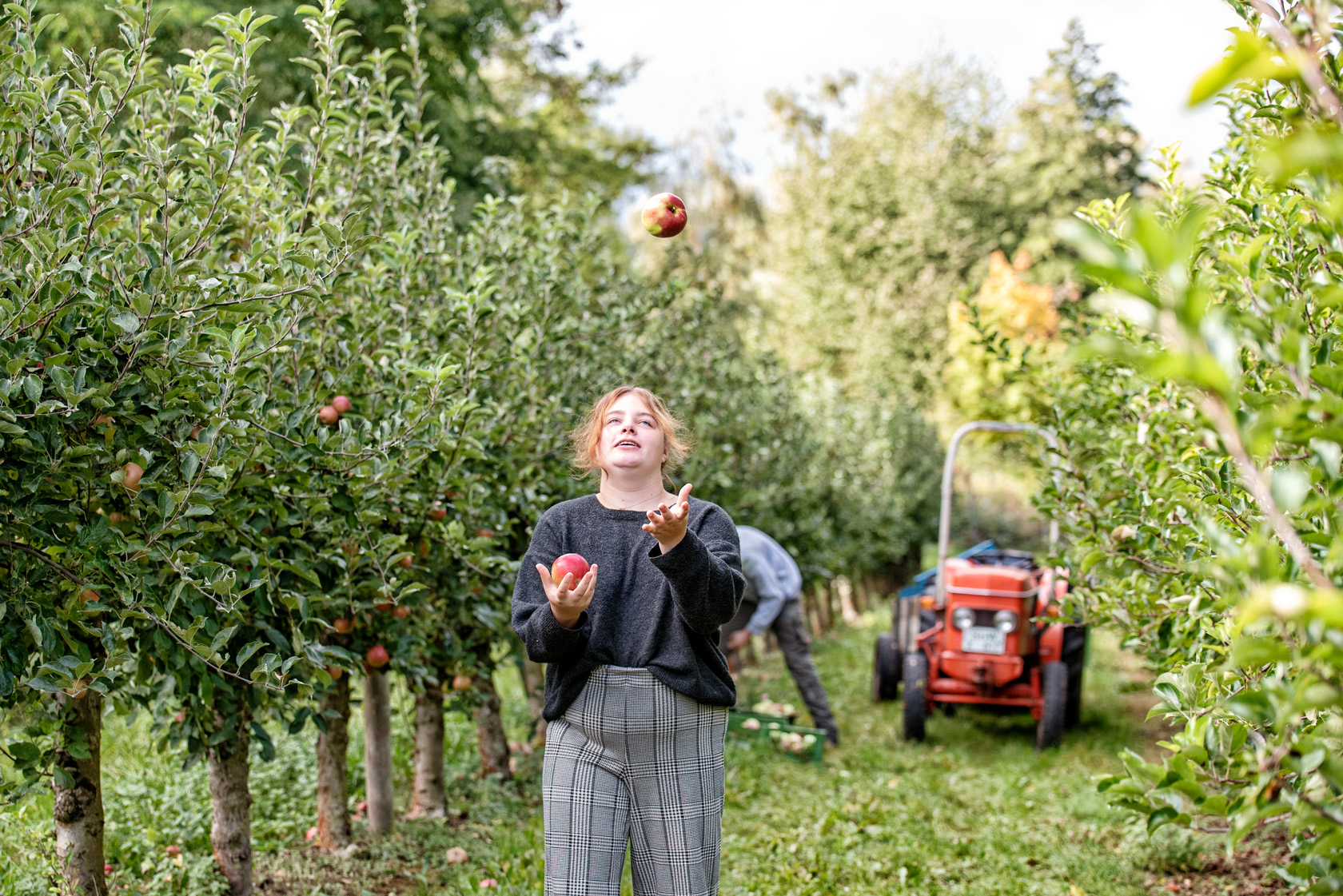 Weingut Kuhn Apfelernte für Apfelschnaps